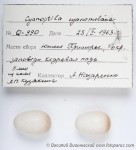 Синяя мухоловка - Cyanoptila cyanomelana яйца 2
