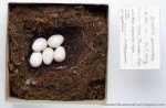 Синяя мухоловка - Cyanoptila cyanomelana яйца и гнездо