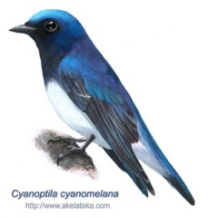 Синяя мухоловка - Cyanoptila cyanomelana рисунок-1