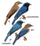Синяя мухоловка - Cyanoptila cyanomelana рисунок-2