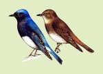Синяя мухоловка - Cyanoptila cyanomelana рисунок-3