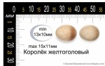 Желтоголовый королек - Regulus regulus яйца-1