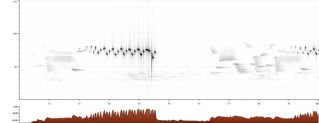 Желтоголовый королек - Regulus regulus сонограмма песни