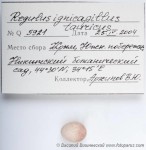 Красноголовый королек - Regulus ignicapilla яйца-1