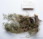 Красноголовый королек - Regulus ignicapilla гнездо-4