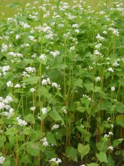 Fagоpyrum esculеntum2_1