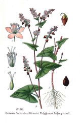Fagоpyrum esculеntum3