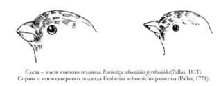 Слева – клюв южного подвида Emberiza schoeniclus pyrrhuloides(Pallas, 1811). Справа – клюв северного подвида Emberiza schoeniclus passerina (Pallas, 1771).