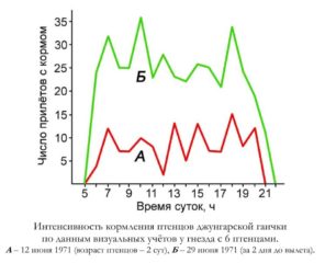 Интенсивность кормления птенцов джунгарской гаички