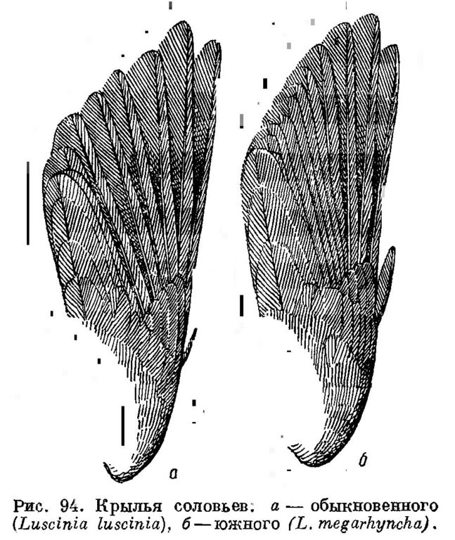 Рис. 94. Крылья соловьев: а — обыкновенного (Luscinia luscinia), б — южного (L. megarhyncha).