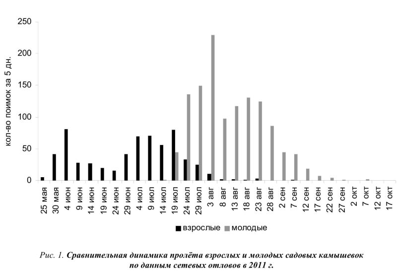 Рис. 1. Сравнительная динамика пролёта взрослых и молодых садовых камышевок по данным сетевых отловов в 2011 г.
