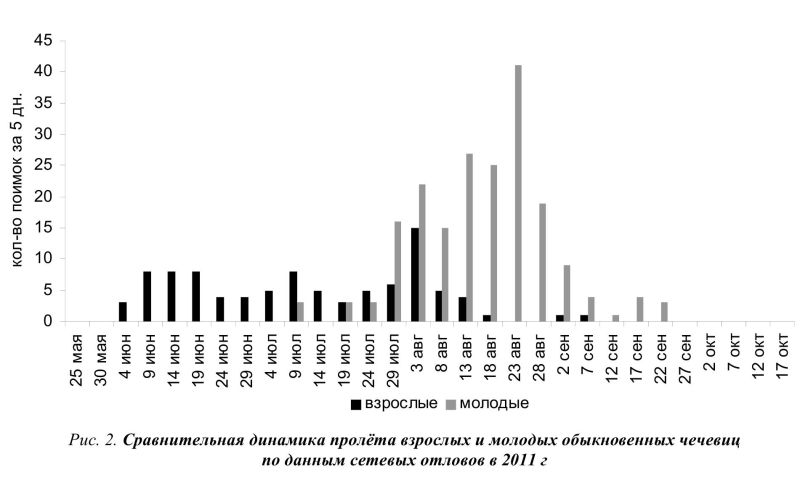 Рис. 2. Сравнительная динамика пролёта взрослых и молодых обыкновенных чечевиц по данным сетевых отловов в 2011 г