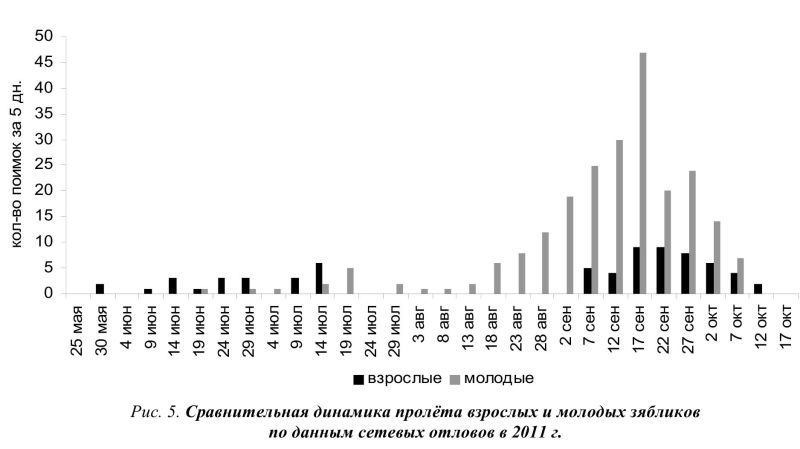 Рис. 5. Сравнительная динамика пролёта взрослых и молодых зябликов по данным сетевых отловов в 2011 г