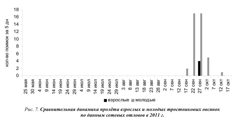 Рис. 6. Сравнительная динамика пролёта взрослых и молодых вьюрков по данным сетевых отловов в 2011 г.