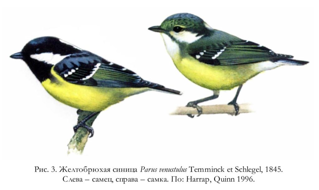 Рис. 3. Желтобрюхая синица Parus venustulus Temminck et Schlegel, 1845. Слева – самец, справа – самка. По: Harrap, Quinn 1996.
