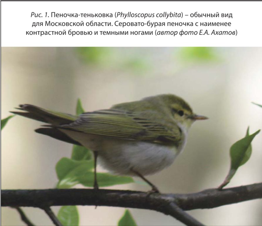 Рис. 1. Пеночка-теньковка (Phylloscopus collybita) – обычный вид для Московской области