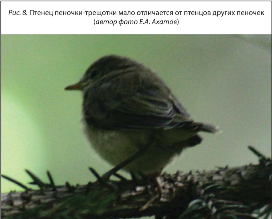Рис. 8. Птенец пеночки-трещотки мало отличается от птенцов других пеночек (автор фото Е.А. Ахатов