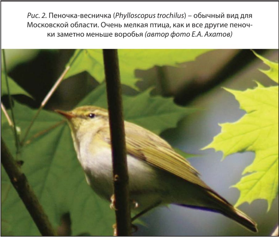 Рис. 2. Пеночка-весничка (Phylloscopus trochilus) – обычный вид для Московской области. Очень мелкая птица
