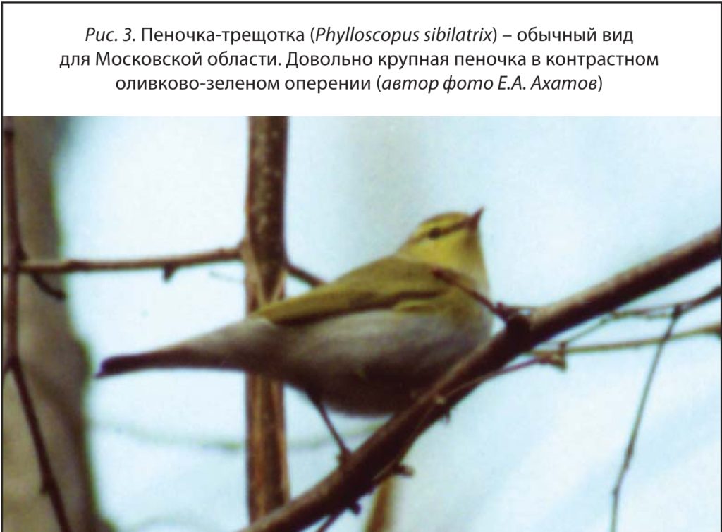 Рис. 3. Пеночка-трещотка (Phylloscopus sibilatrix) – обычный вид для Московской области. Довольно крупная пеночка в контрастном оливково-зеленом оперении (автор фото Е.А. Ахатов