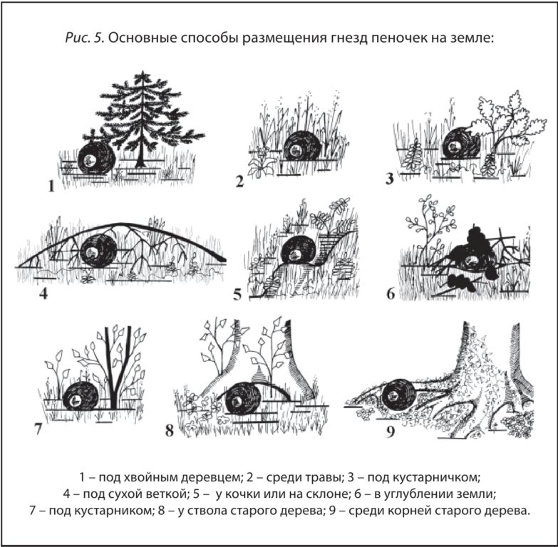 Рис. 5. Основные способы размещения гнезд пеночек на земле