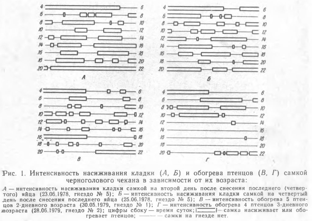 Интенсивность насиживания кладки
