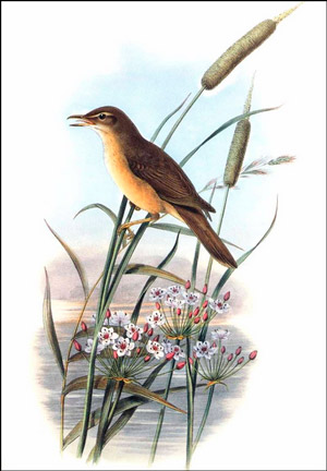 Рис. 3. Дроздовидная камышевка (Acrocephalus arundinaceus)