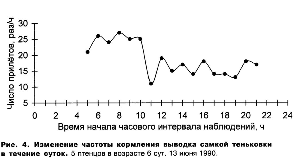 Рис.  4.  Изменение  частоты  кормления  выводка  самкой  теньковки  в  течение  суток.
