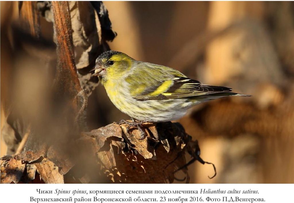 Чижи Spinus spinus, кормящиеся семенами подсолнечника Helianthus cultus sativus.   Верхнехавский район Воронежской области. 23 ноября 2016. Фото П.Д.Венгерова.