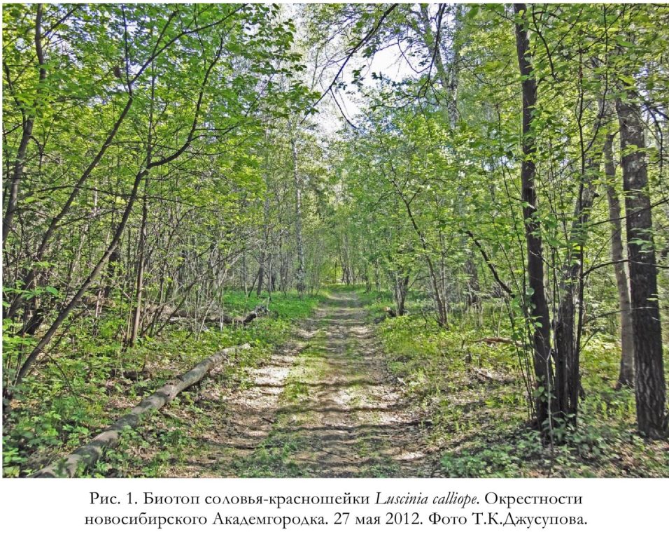 Рис. 1. Биотоп соловья-красношейки Luscinia calliope. Окрестности   новосибирского Академгородка. 27 мая 2012. Фото Т.К.Джусупова.