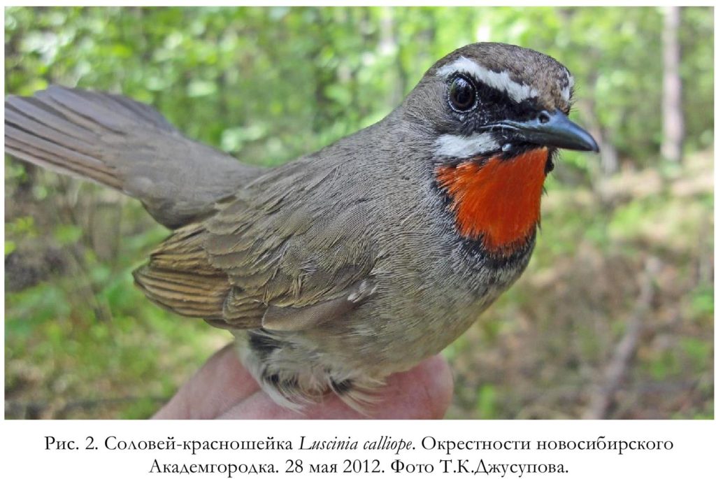 Рис. 3. Соловей-красношейка Luscinia calliope. Окрестности новосибирского   Академгородка. 28 мая 2012. Фото Т.К.Джусупова