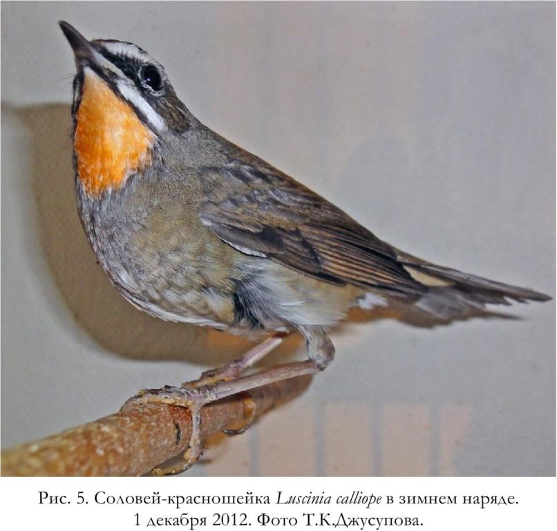 Рис. 5. Соловей-красношейка Luscinia calliope в зимнем наряде.   1 декабря 2012. Фото Т.К.Джусупова.