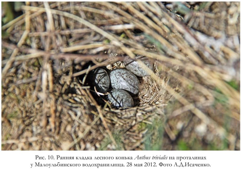 Рис. 10. Ранняя кладка лесного конька Anthus trivialis на проталинах у Малоульбинского водохранилища. 28 мая 2012. Фото А.Д. Исаченко.