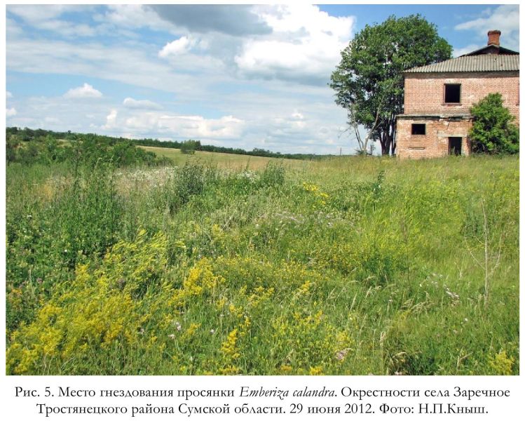Рис. 5. Место гнездования просянки Emberiza calandra. Окрестности села Заречное Тростянецкого района Сумской области. 29 июня 2012. Фото: Н.П.Кныш.