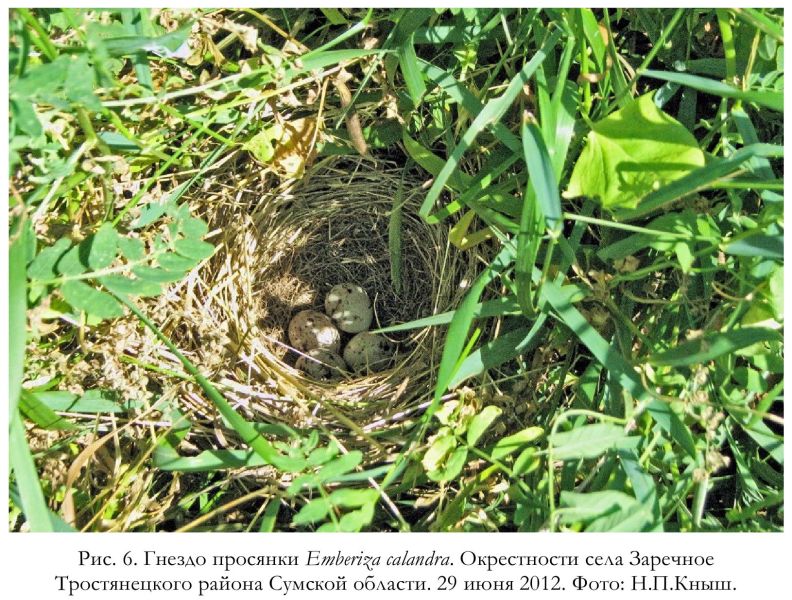 Рис. 6. Гнездо просянки Emberiza calandra. Окрестности села Заречное Тростянецкого района Сумской области. 29 июня 2012. Фото: Н.П.Кныш