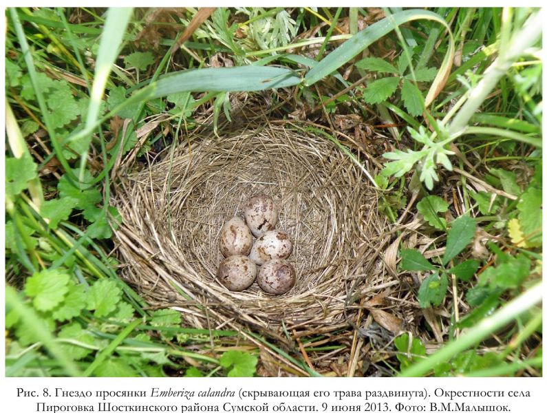 Рис. 8. Гнездо просянки Emberiza calandra (скрывающая его трава раздвинута). Окрестности села Пироговка Шосткинского района Сумской области. 9 июня 2013. Фото: В.М.Малышок.