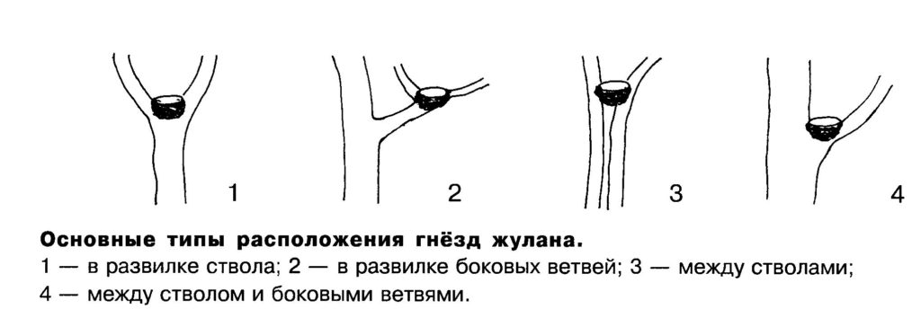 Основные  типы  расположения  гнёзд  жулана