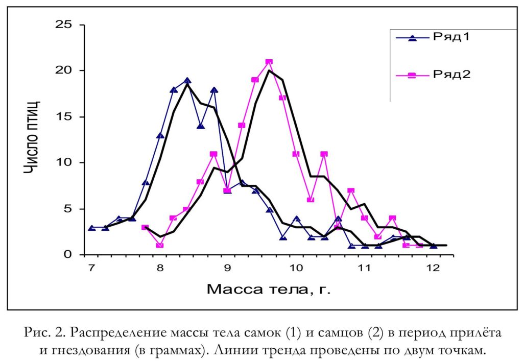 Рис. 2. Распределение массы тела самок (1) и самцов (2) в период прилёта и гнездования (в граммах). Линии тренда проведены по двум точкам