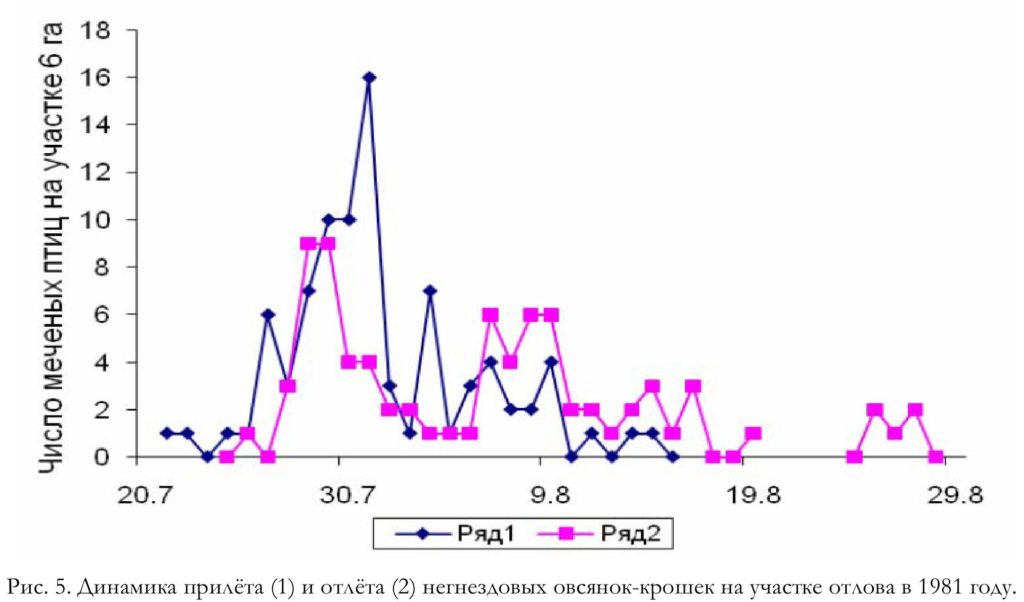 Рис. 5. Динамика прилёта (1) и отлёта (2) негнездовых овсянок-крошек на участке отлова в 1981 году.