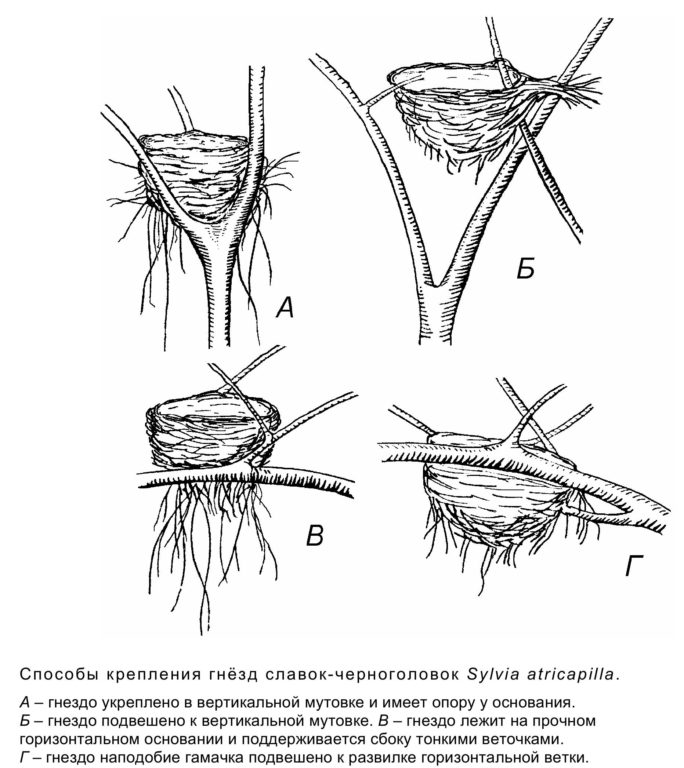 Способы крепления гнёзд славок-черноголовок Sylvia atricapilla