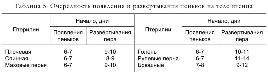 Таблица 5. Очерёдность появления и развёртывания пеньков на теле птенца