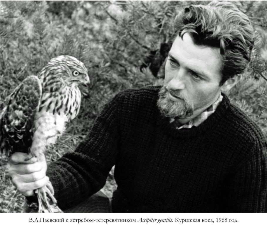 В.А.Паевский с ястребом-тетеревятником Accipiter gentilis. Куршская коса, 1968 год.