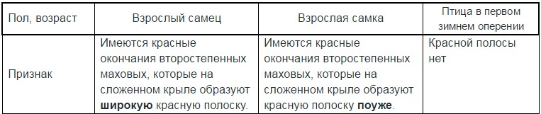 Красные кожистые пластинки на концах второстепенных маховых перьев крыла