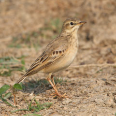 Полевой конёк - Anthus campestris