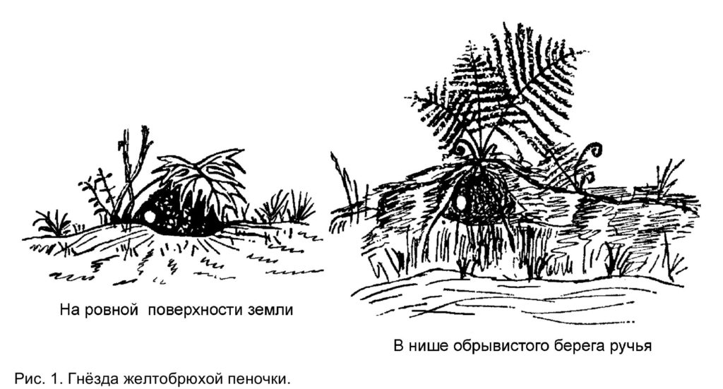 Рис. 1. Гнёзда желтобрюхой пеночки.