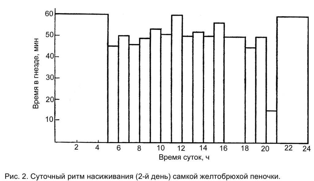 Рис. 2. Суточный ритм насиживания (2-й день) самкой желтобрюхой пеночки
