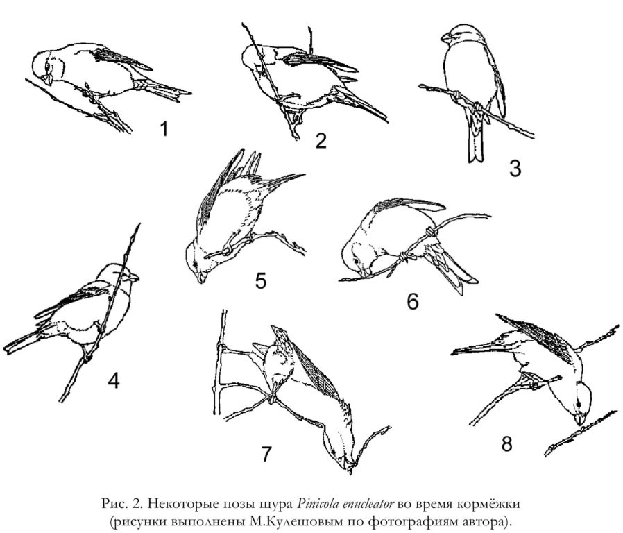 Рис. 2. Некоторые позы щура Pinicola enucleator во время кормёжки (рисунки выполнены М.Кулешовым по фотографиям автора).