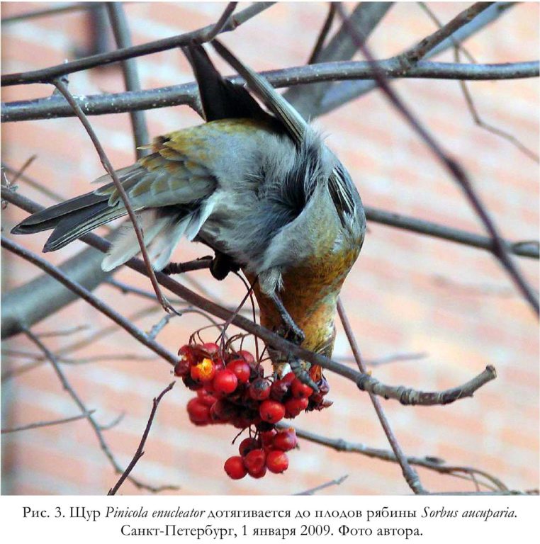 Рис. 3. Щур Pinicola enucleator дотягивается до плодов рябины Sorbus aucuparia. Санкт-Петербург, 1 января 2009. Фото автора.