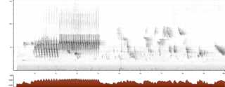 Anthus trivialis sono song