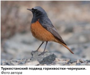 Туркестанский подвид горихвостки-чернушки. Фото автора
