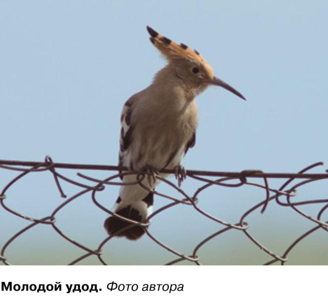 Молодой удод. Фото автора